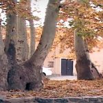 عجیب ترین و حیرت انگیزترین درخت های ایران+ تصاویر